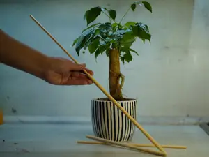 20 g - 30 min. Universal Plant Support