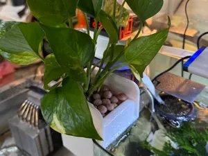 沼澤過濾系統