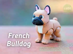 Ludo French bulldog