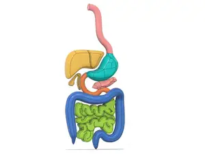 Digestive System Model