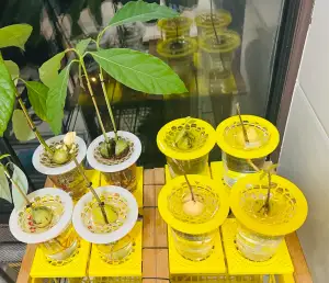 牛油果水培支架