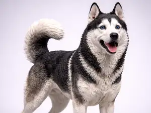 Siberian husky