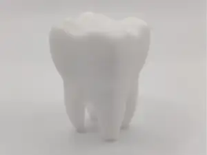 Tooth molar