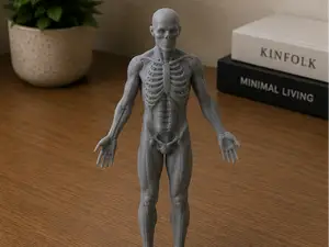 Human Anatomy Figure | Educational Medical Display