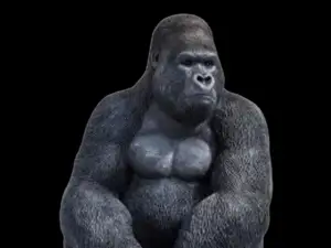 Gorilla