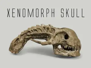Xenomorph Skull
