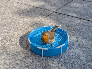 Vogel-Pool - Tiertränke oder Futterstation