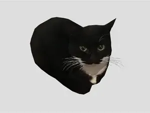 Maxwell The Cat