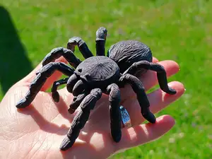 Vogelspinne Tarantel – naturgetreu detailreich