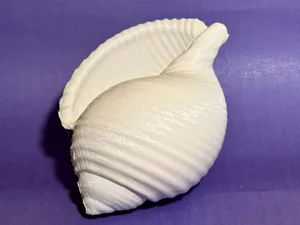 Shell #01 - Muschel - scanned