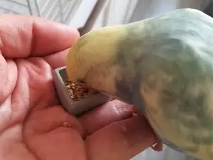 指尖食盒手养鸟训鸟训练小型鹦鹉戒指食盒飞手训练