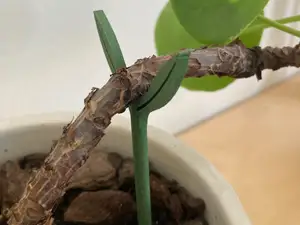 plant support