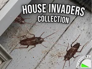 House Invaders - Cockroach