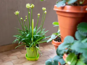 Polygonal Saucer leak-proof 185mm for flowerpot