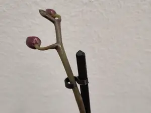 Orchid Stakes + Clips - 360mm (and more)