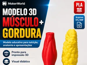 Músculo + Gordura | Modelo Anatômico Educativo 3D