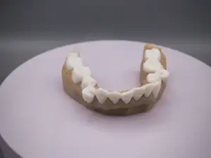 Bottom Denture, Mandibular, Dental model