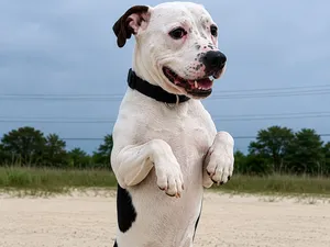 Perro Pitbull blanco con manchas