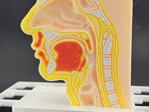 Gridfinity Anatomy: Nose & Throat Anatomy Model