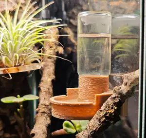 Springspinnen Napf Terrarium mit 10ml Fläschchen