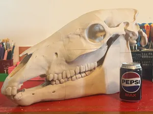 Fullsize Horse Skull – Year of the Horse Folk Oss