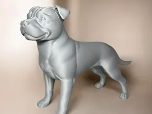Staffordshire bull terrier