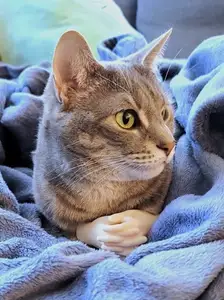 Crossed Cat Hands