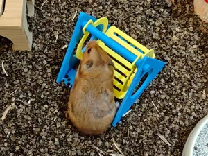 仓鼠秋千（仓鼠玩具）