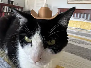 cowboy hat for your cat