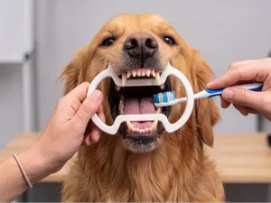 Dog Dental Mouth Prop