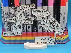 Neuron Synapse Anatomy Coloring Craft Education