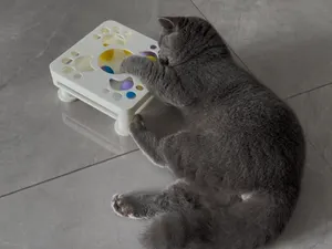 猫咪玩具