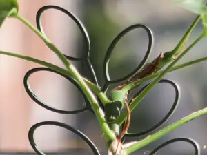 Leaf-Shaped Trellis for Indoor Climbing Plants