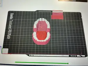 Teeth/Dentures/model