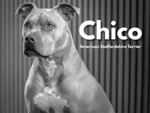 American Staffordshire Terrier – Mini Sculpture