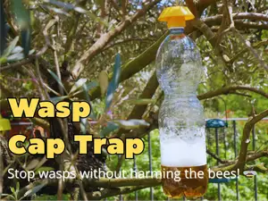 Selective Wasp Cap Trap