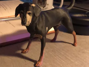 Short-Haired Dog (Schlumpi)