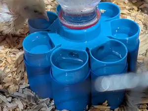 Riser for Quail and Chick Water Feeder