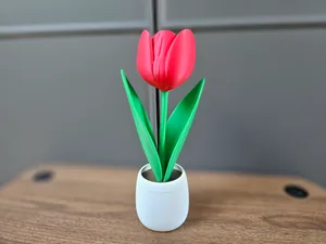 Tulip in a flower pot