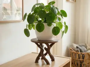 Organic Tree Table Pedestal Plant Pot Stand