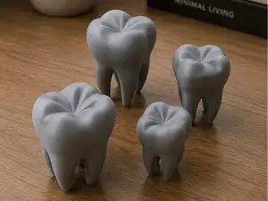 Dental Tooth Model Set | Educational Dentist