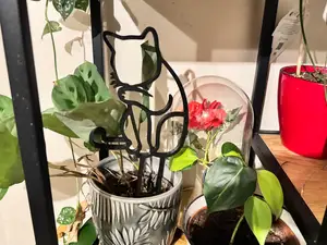 Plant trellis, support, Cat theme