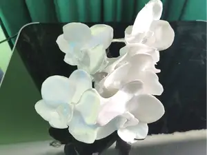 Phalaenopsis orchid