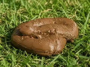 Fake poop prank