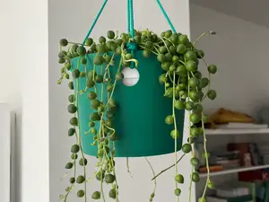 Hanging Flower Pot
