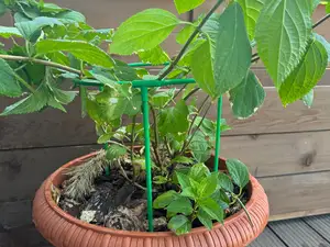 Plant/Flower support
