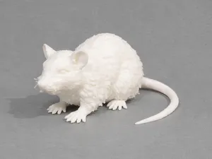 Brown Rat - Animal