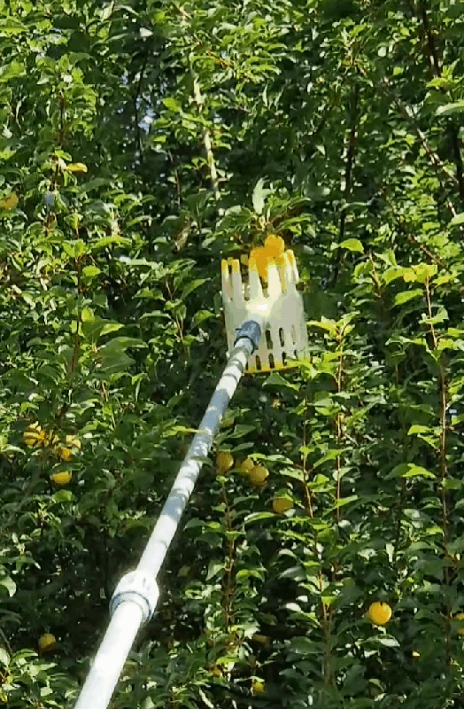 Pflückhilfe