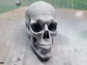 Realistic Skull – Decorative & Diorama Prop board