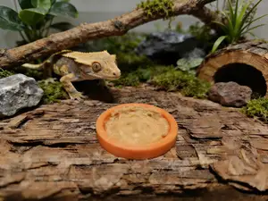 睫角守宫食盆果泥盘